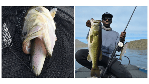 Catching A Big Bass On A Big Huddleston Swimbait!