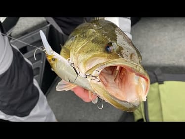 Jerkbait Colors….99% Of Bass Anglers Get Them WRONG…