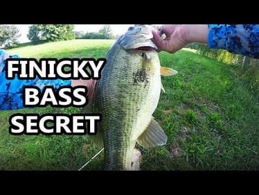 FINALLY Found What GIANT, FINICKY Bass Would Eat!
