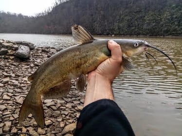 CATFISHING the TENNESSEE RIVER