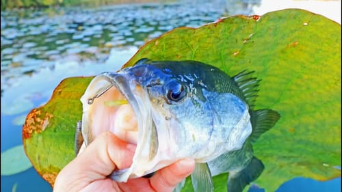 Bass LOVE Pads! They Are Going CRAZY! (Guntersville)