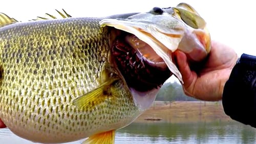 My New Record Bass!! (FAT)