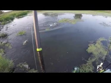 TOP WATER pike eats duck