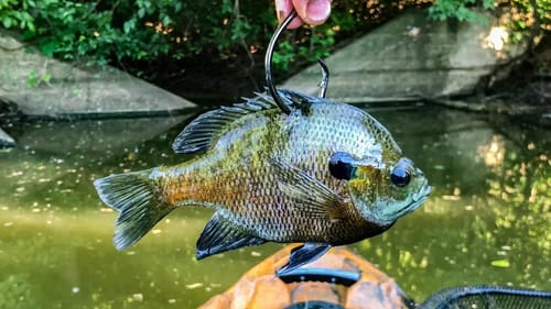 Fishing For POND MONSTERS with GIANT LIVE BAIT!!! (Big Fish)