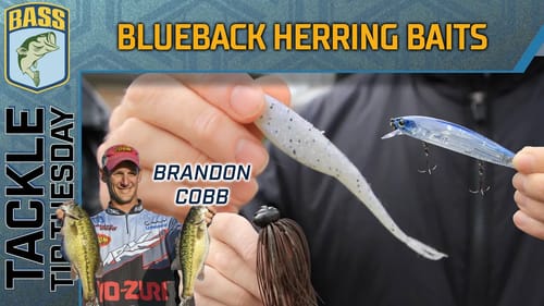 Cobb's GO-TO baits for Blueback Herring lakes (ALL SEASONS)