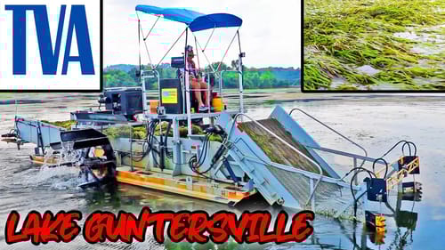 TVA Eel Grass Removal: GUNTERSVILLE Is Overtaken With EEL GRASS! Clean The Lake!