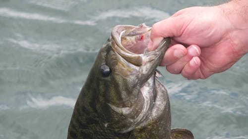 How To Rig Grubs | Bass Fishing