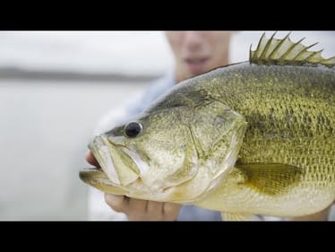 Bass Fishing PARADISE Hidden In The Mountains