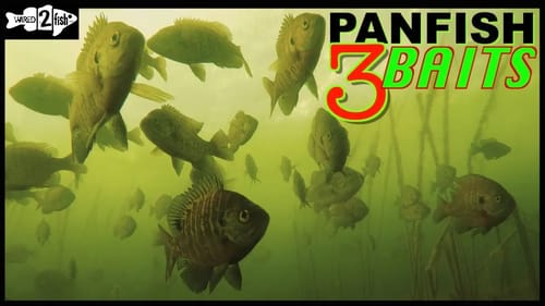 3 Go-To Baits for Ice Fishing Panfish
