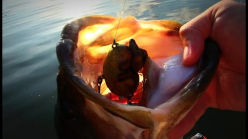 7 lb Bass Eats a Baby Duck - Topwater Bass Fishing with Ducks