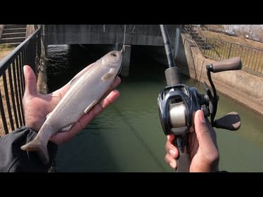 What A Normal Day Of Fishing Looks Like In Japan!