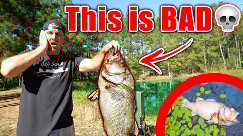 My BACKYARD POND is in SERIOUS Trouble...
