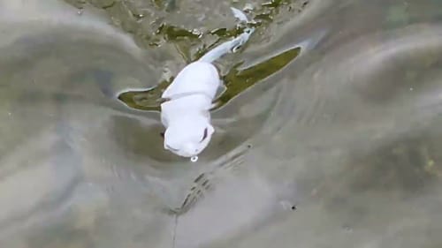 Swimbait Review: Riverking Customs Lot Lizard