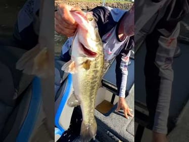 Day 1 Major League Fishing Invitationals Lake Okeechobee #short #bassfishing #mlf
