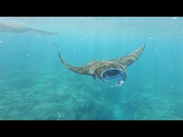 Stumbled Upon MASSIVE Sea Creatures