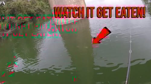 POV Megabass Islide 262t Glide Bait 8 pound bass