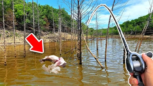 Flipping a FLOODED Forest for BIG Fish!! (River Fishing)