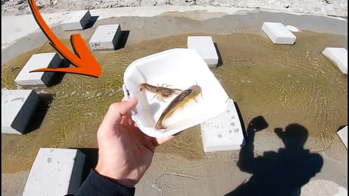 Rescuing Micro Fish from CLEAR Urban Stream!