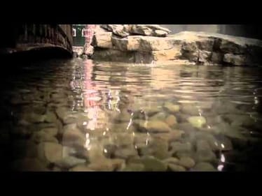 Trout Montage: What does fishing mean to you