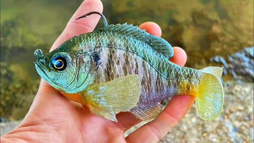 INSANE MONSTER FISH on BLUEGILL SWIMBAIT!!