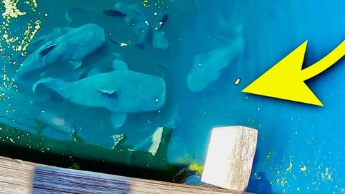 It’s LIKE FISHING IN THE BASS PRO SHOPS FISH TANK!!  (INSANE)
