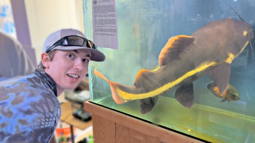 FISH TOO BIG to keep in HOME AQUARIUM! (I BOUGHT IT)