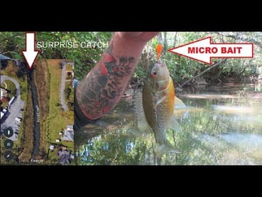 Micro Fishing Local Creek ||MULTIPLE SPECIES|| WOW!!!  SURPRISE CATCH