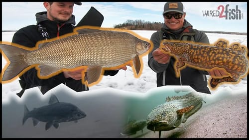 Catching Wild Fish with INSANE Underwater Footage