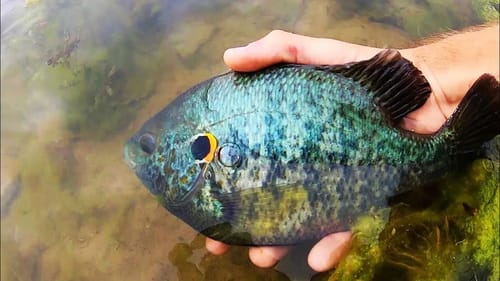 INSANE BLUEGILL & SUNFISH FISHING in CLEAR WATER!