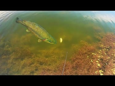 SIGHT FISHING a MONSTER TROUT in CLEAR WATER!!