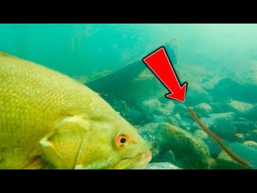 How To Catch Bass With Plastic Worms! ** Amazing Underwater Footage **