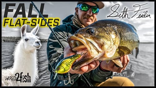 Feider’s 5 Crankbait Tips for Better Fall Bass Fishing