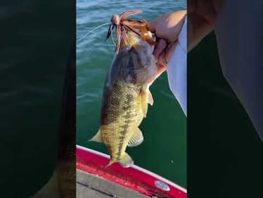 Old School Rubber Jigs with a BAD Attitude.. #bassunionjigs #bassunion #bassunionguideservice