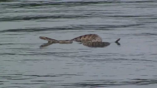 Big Timber Rattlesnake on Kentucky Lake