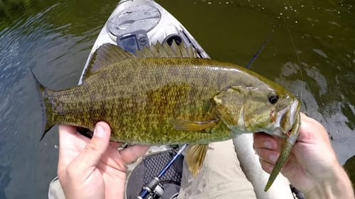 Wacky Riggin' River Smallmouth