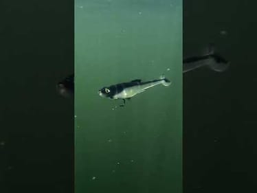 Line-Through Swimbaits=Bigggggg Bass🔥How do YOU set these up??? 🤔