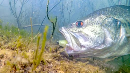 Underwater Sight Fishing - Which Lures Work Best?