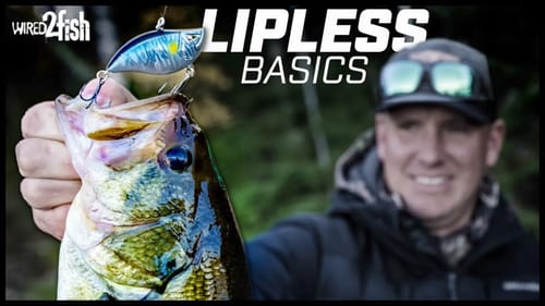 Basic Lipless Crankbait Tips for Fall Bank Beating