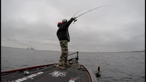 3 Bass Chasing 1 Lure