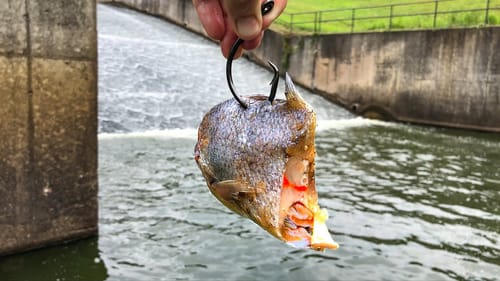 My Most INSANE Spillway Catch YET!!! (After FLASH FLOODING!)