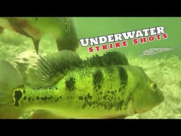 UNDERWATER Peacock Bass Fishing