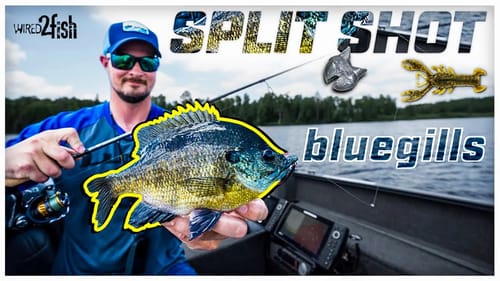 How to Catch Bluegills with the Split Shot Rig
