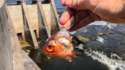 This Spillway is Holding GIANT Fish!!! (New PB!)