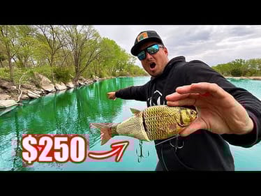 $250 Swimbait gets DESTROYED in a Fishing Tournament!!
