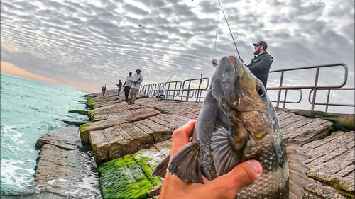 the jetties were on fire EVERYBODY was catching fish! catch and cook