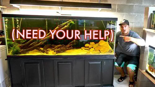 My NEW MASSIVE Fish Tank! What Fish should I Add?? (YOU PICK)