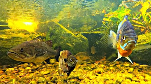 Bass Eat Toads in the Backyard Pond! (Spawning Update)