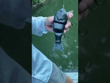 Swimbait Review: Toxic Wad3 Hoggs