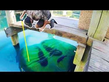 PUBLIC DOCK is LOADED WITH MONSTER FISH!!