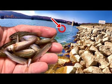 The BEST Fishing Spot To Catch Sauger From The Bank